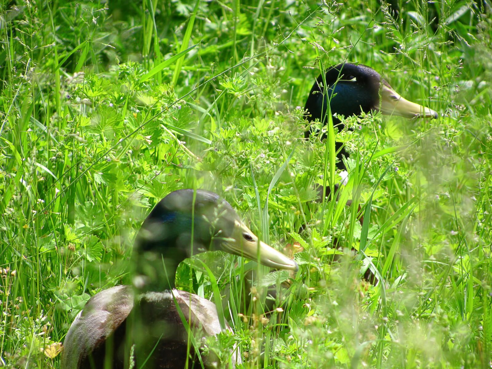 Canon PowerShot SX110 IS sample photo. Duck, water bird, bird photography