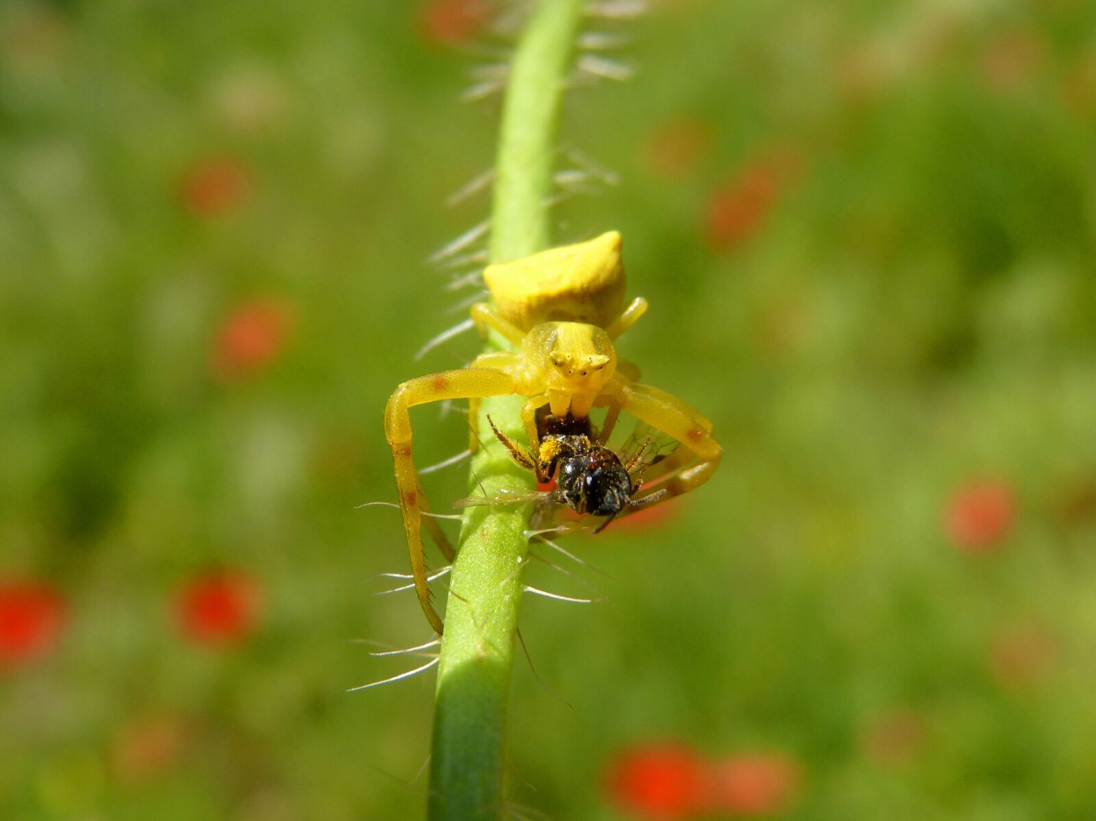 Panasonic DMC-FZ62 sample photo. Spider devouring a bee photography