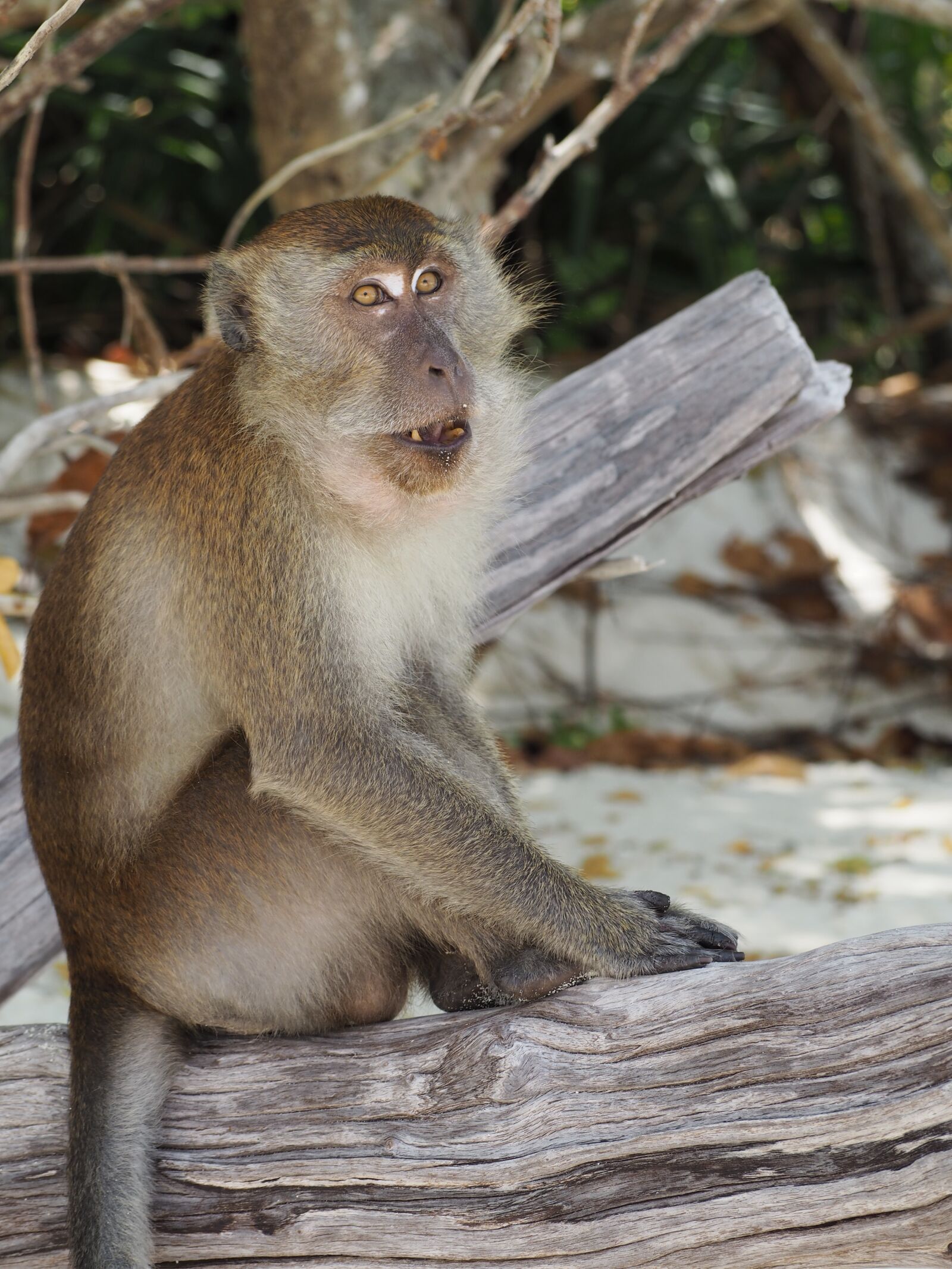 Olympus PEN E-PL8 sample photo. Monkey, animal, thailand photography