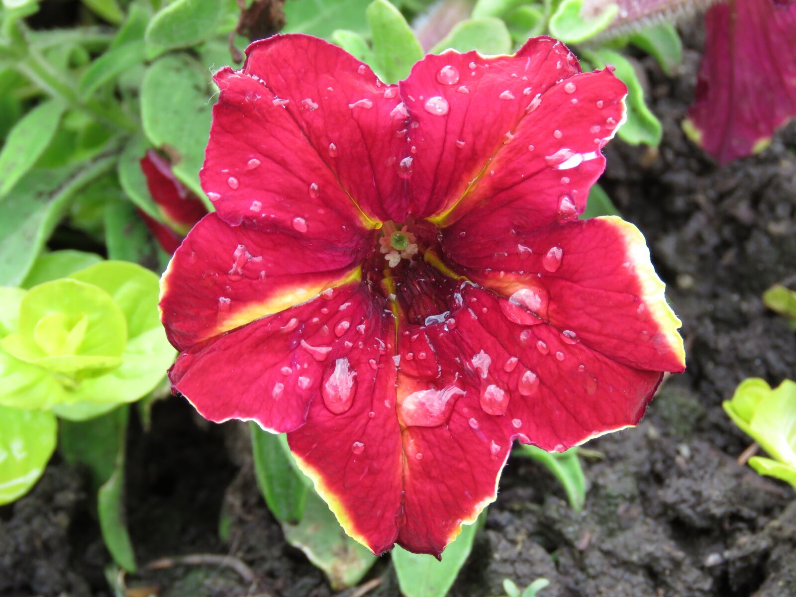 Canon PowerShot SX60 HS sample photo. Petunia, red, raindrops photography