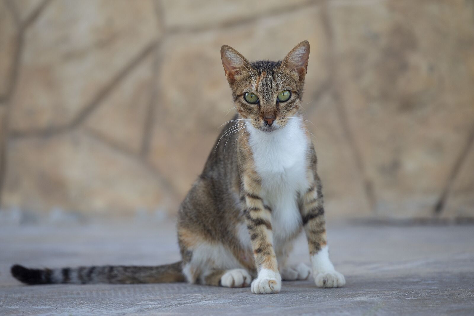 Canon EOS 6D + Canon EF 70-200mm F4L USM sample photo. Cat, kisa, kitty photography