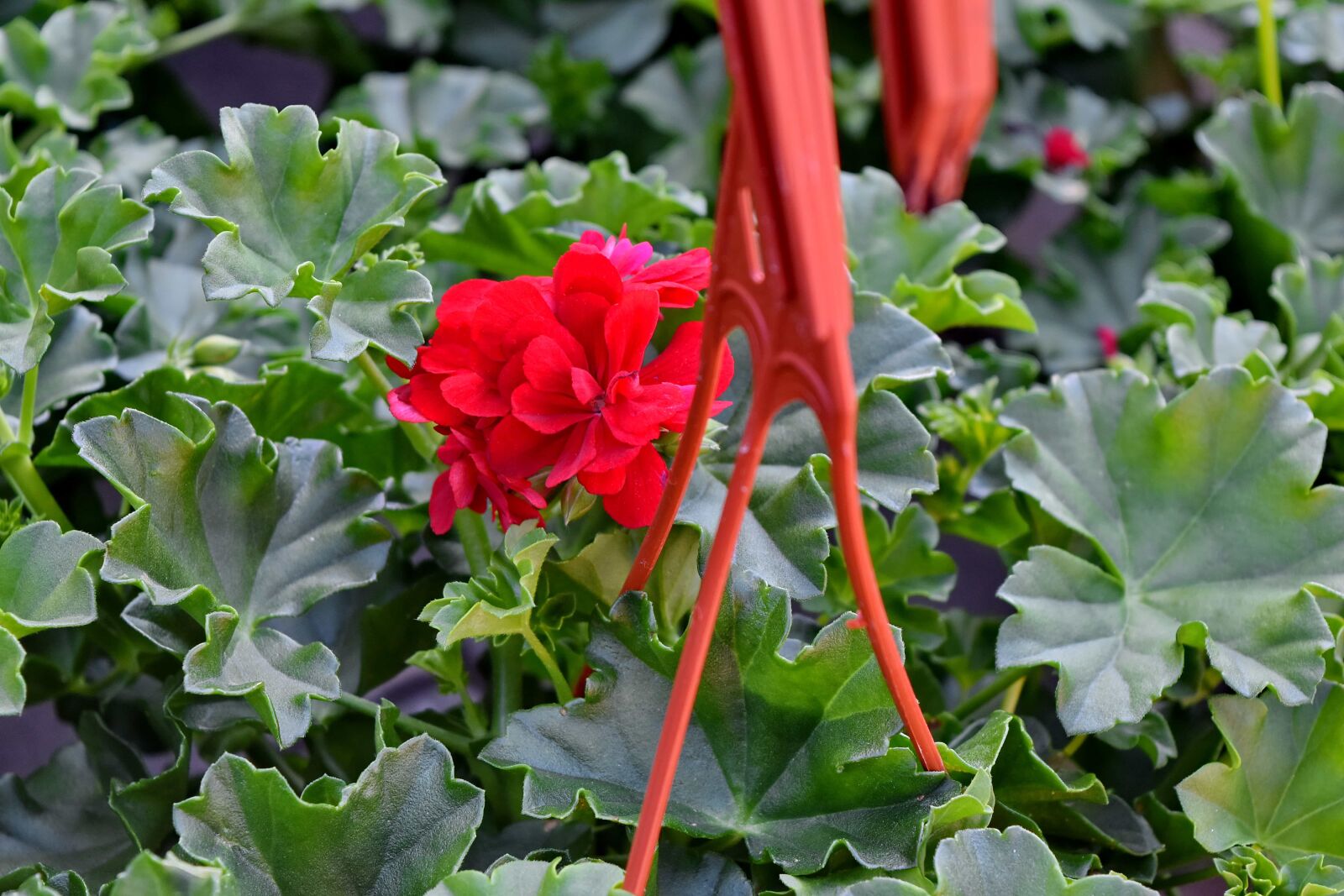 Nikon D5500 sample photo. Arrangement, flowerpot, flower, garden photography