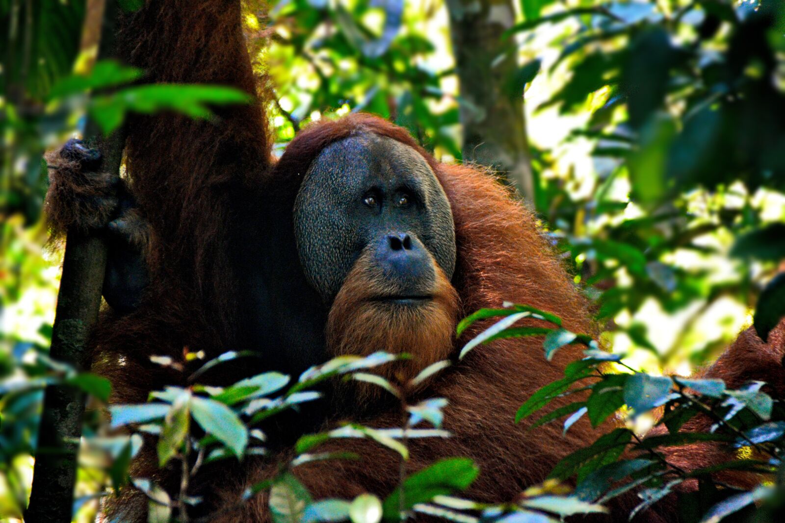 Nikon D3100 sample photo. Orang-utan, monkey, ape photography