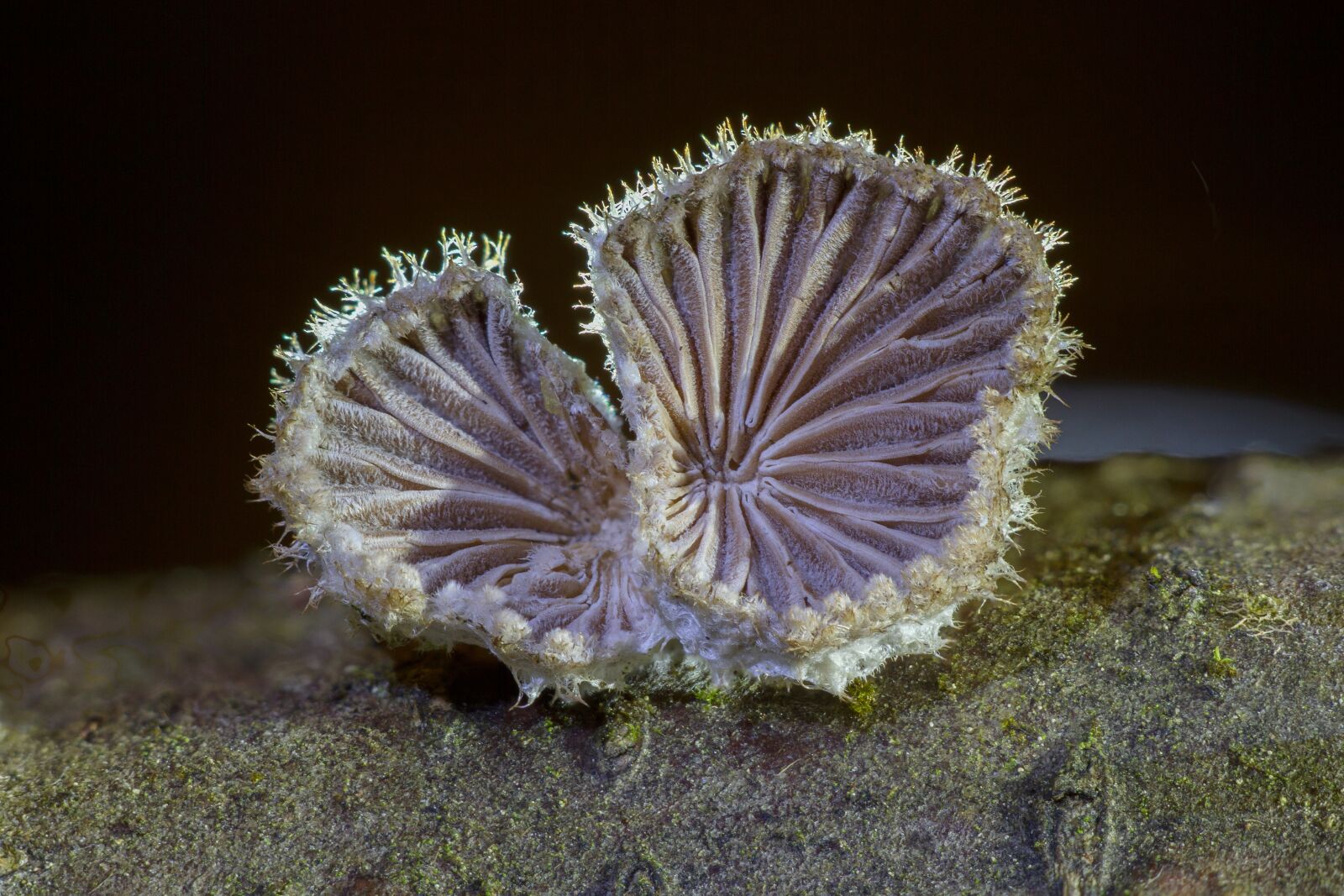 Canon EOS 7D sample photo. Mushroom, tree fungus, fungus photography