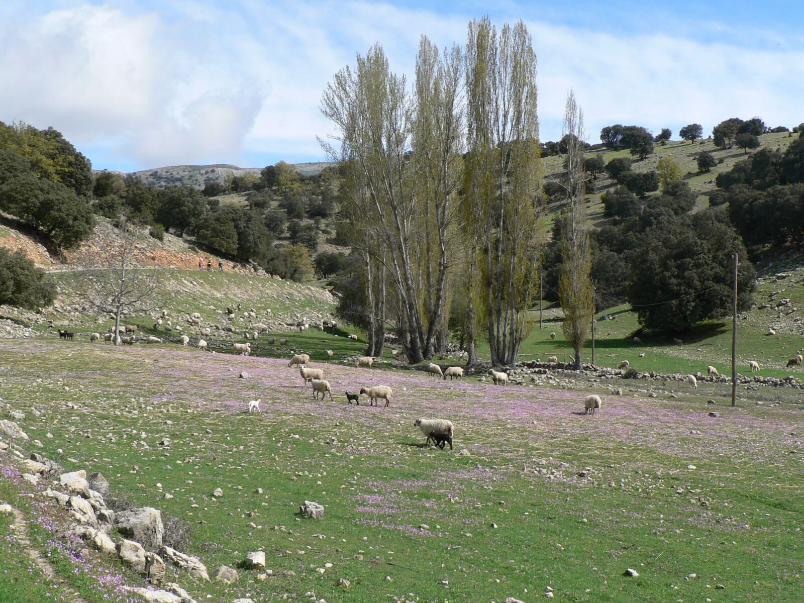 Panasonic DMC-FZ5 sample photo. Countryside, jaen, sheep, spring photography