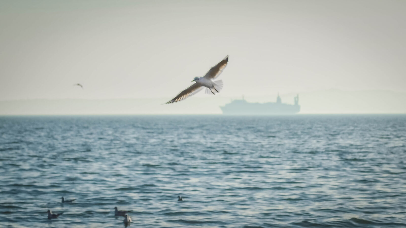 Nikon D3200 sample photo. Autumn, azov, birds, leaves photography