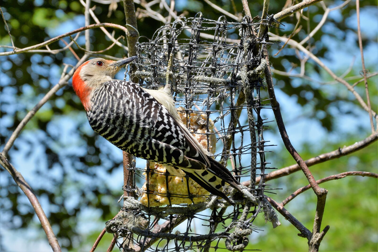 Nikon D7100 sample photo. Woodpecker, red-bellied, pecking photography