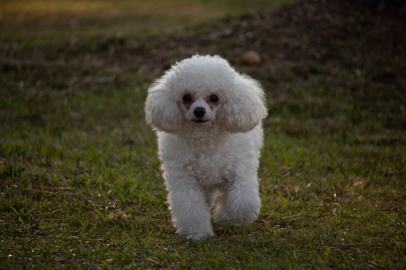 Canon EF-S 55-250mm F4-5.6 IS STM sample photo. Dog, poodle, animal photography