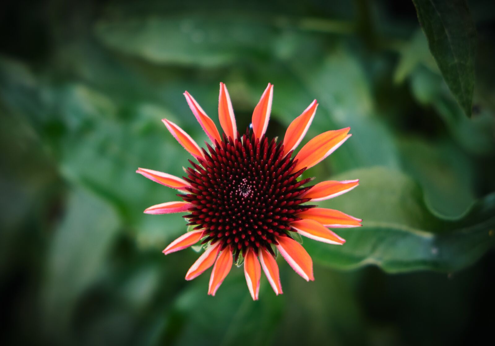Fujifilm XF 18-55mm F2.8-4 R LM OIS sample photo. Echinacea, coneflower, from above photography