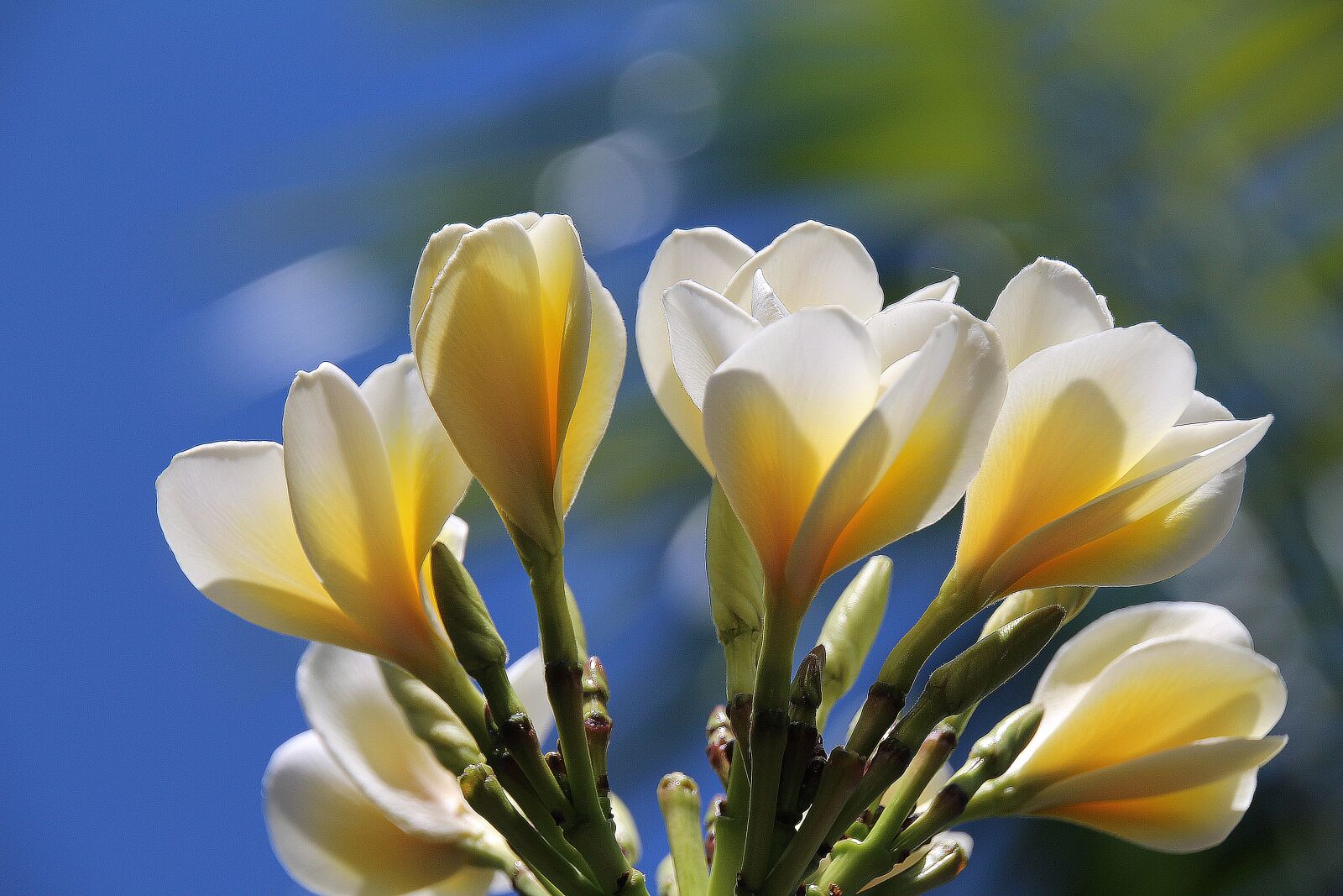 Canon EOS 700D (EOS Rebel T5i / EOS Kiss X7i) sample photo. Blossom, white blossom, flowers photography