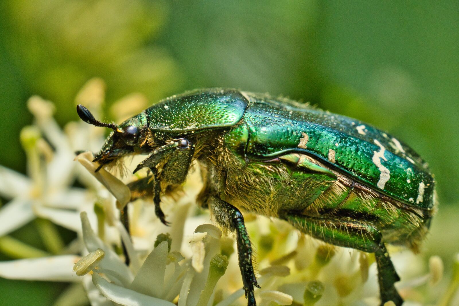 Sony FE 50mm F2.8 Macro sample photo. Beetle, green, panzer photography