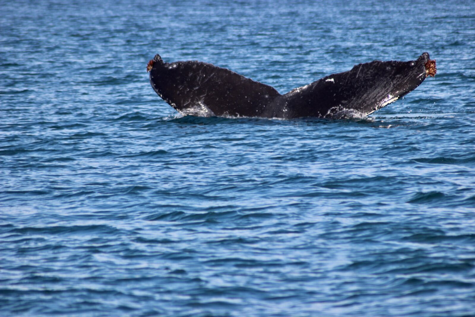 Canon EOS 600D (Rebel EOS T3i / EOS Kiss X5) sample photo. Whale, humpback, ocean photography