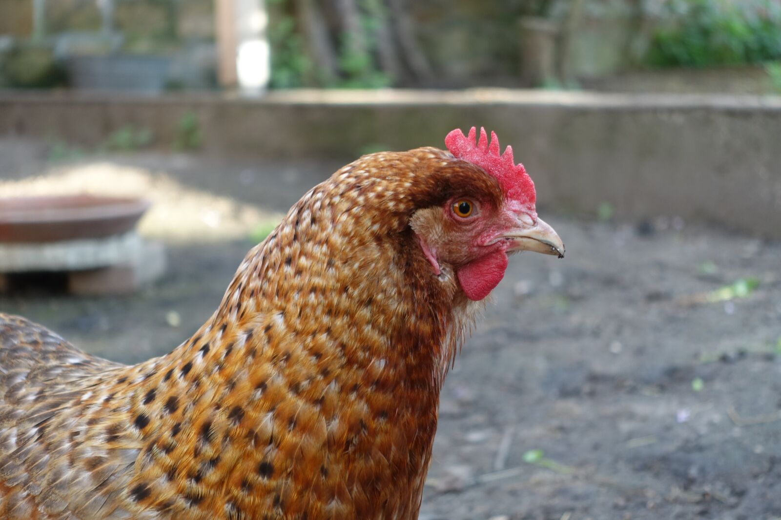 Sony Cyber-shot DSC-RX100 III sample photo. Chicken, chickens, poultry photography
