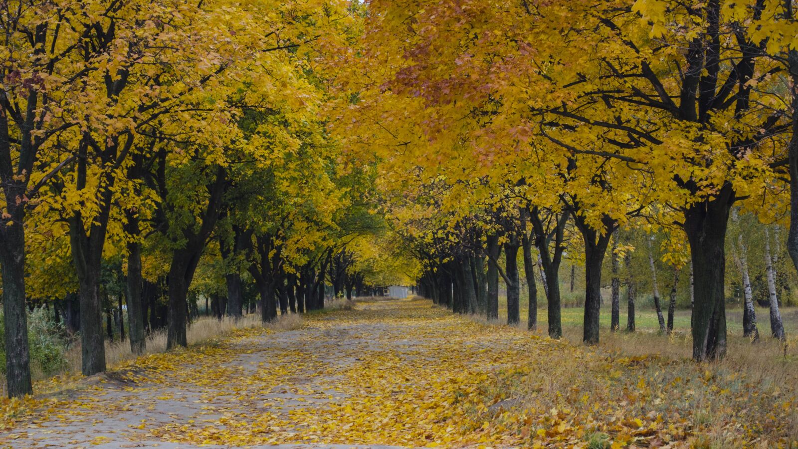 Nikon D5100 sample photo. Autumn, foliage, nature photography