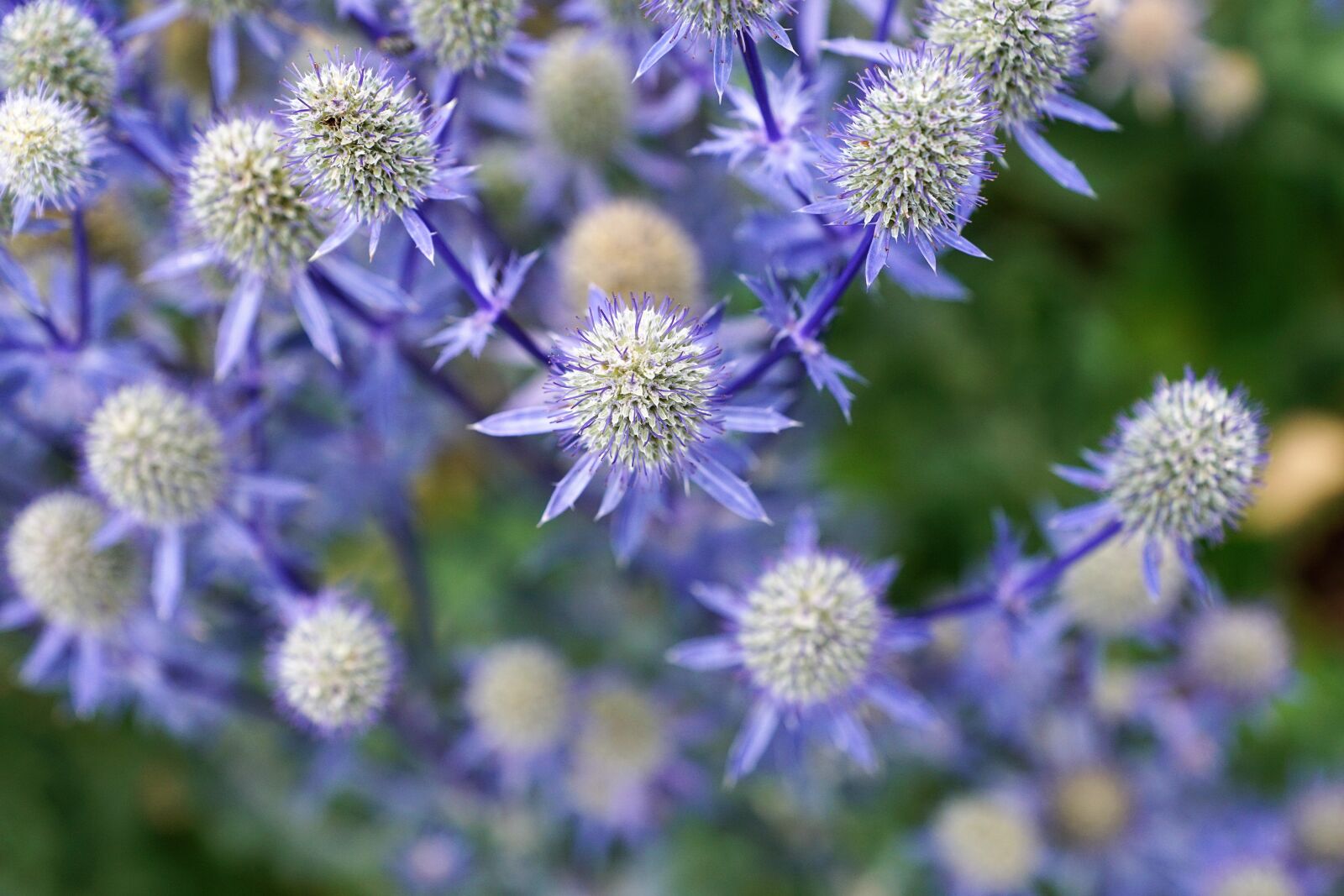 Sony DT 16-50mm F2.8 SSM sample photo. Silver, thistle, nature photography