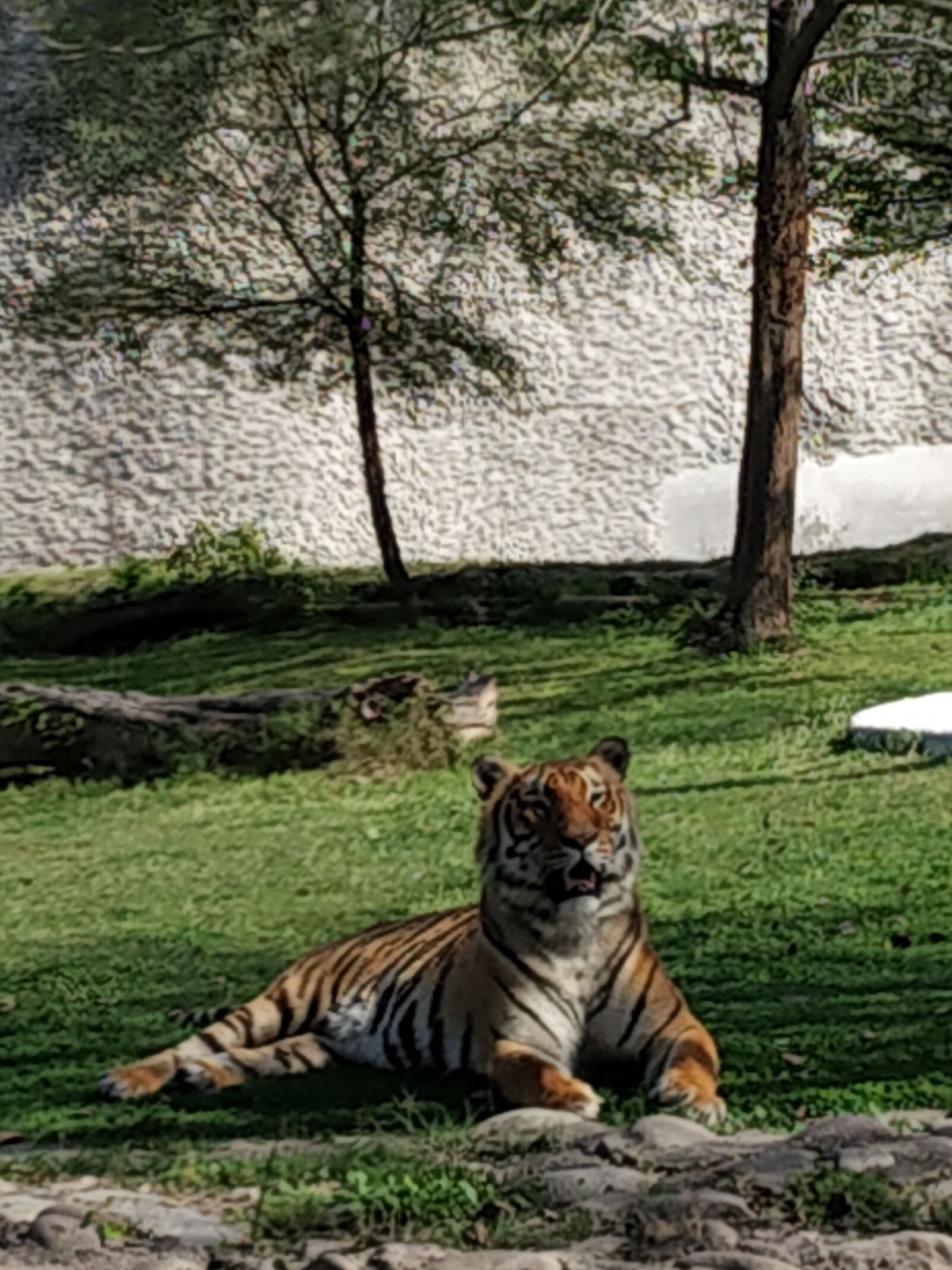 Xiaomi Redmi Note 5 Pro sample photo. Tiger, animal, zebra photography