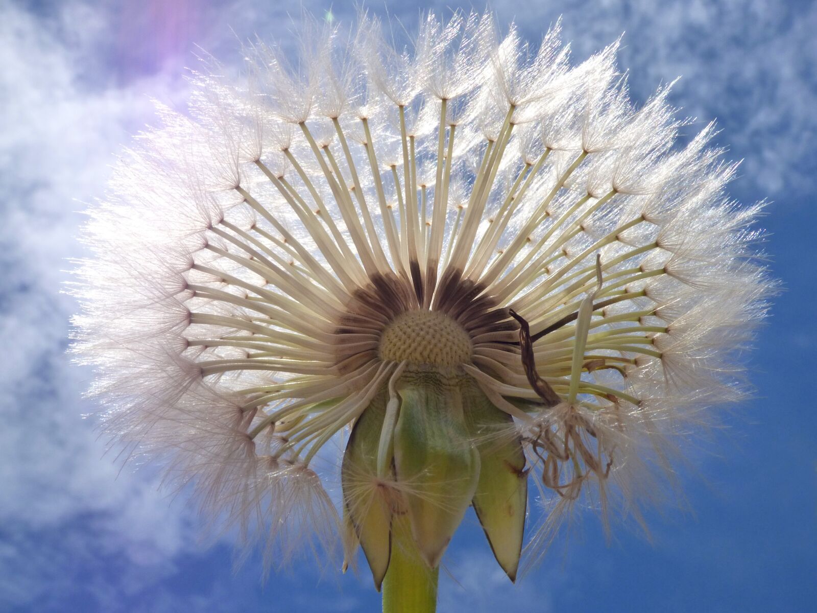 Panasonic Lumix DMC-FZ70 sample photo. Dandelion, seeds, angelitos photography