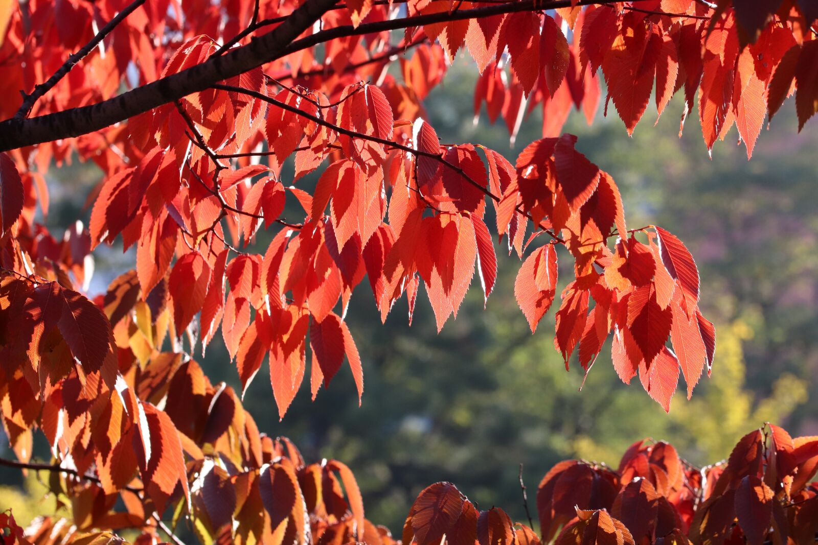 Canon EOS 800D (EOS Rebel T7i / EOS Kiss X9i) sample photo. Autumn leaves, autumn, maple photography