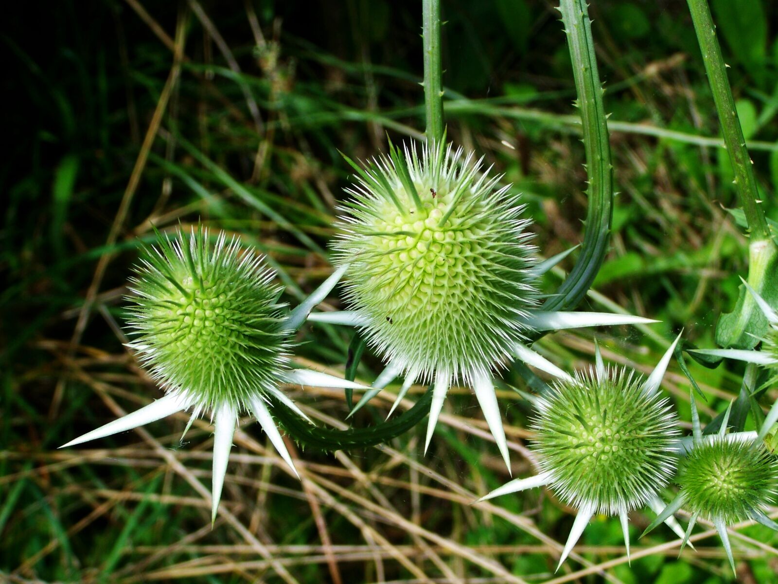 Kodak EASYSHARE ZD710 ZOOM DIGITAL CAMERA sample photo. Milk thistle, wildflower, agra photography