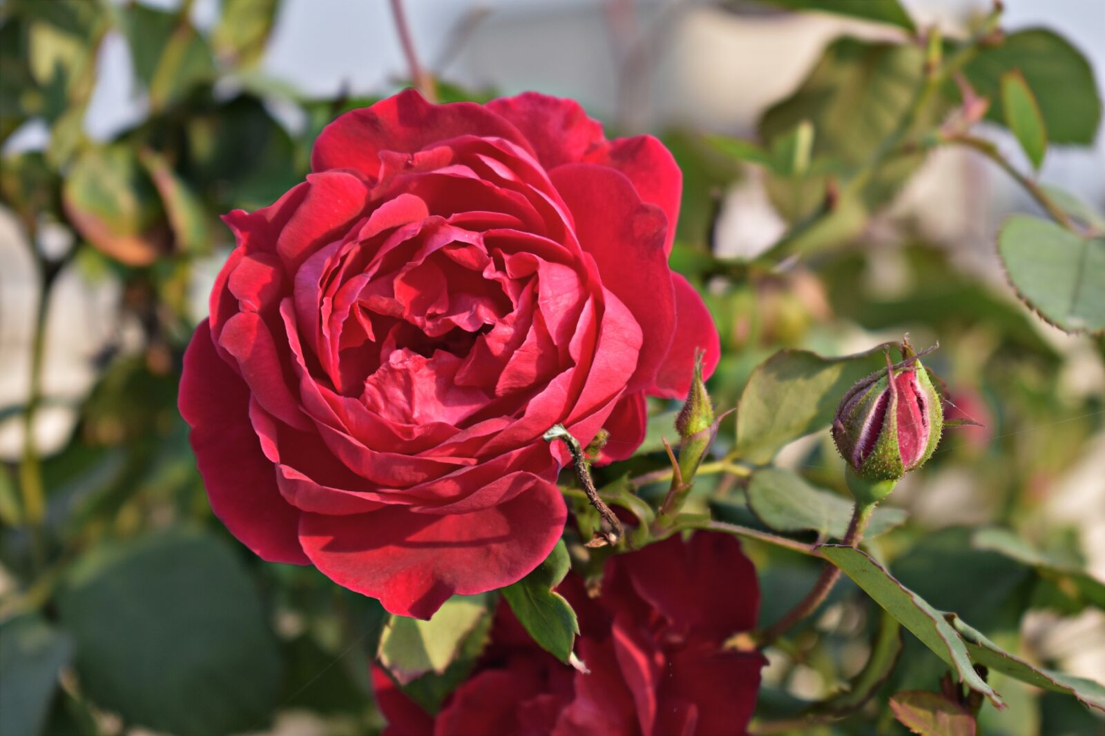 Nikon D5600 sample photo. Red rose, rose, flower photography