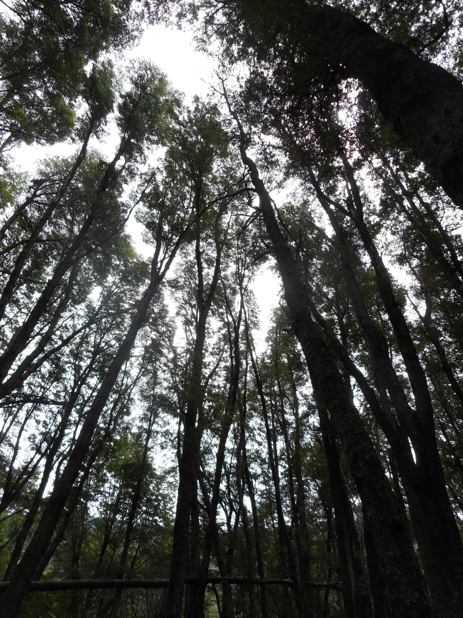 Nikon Coolpix S3600 sample photo. Naturaleza, bosque, árboles photography