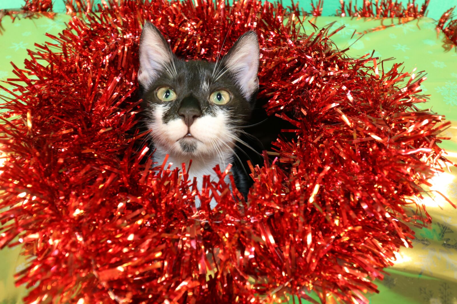 Canon EOS 750D (EOS Rebel T6i / EOS Kiss X8i) sample photo. Kitten, christmas, animal photography