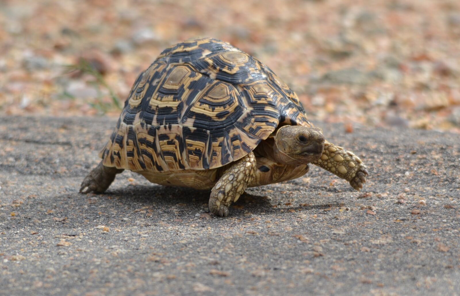 Nikon D3100 sample photo. Nature, animal, wildlife photography
