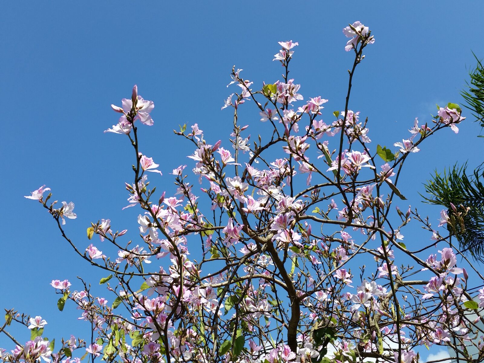 Samsung Galaxy S5 sample photo. Flower, nature, sky photography