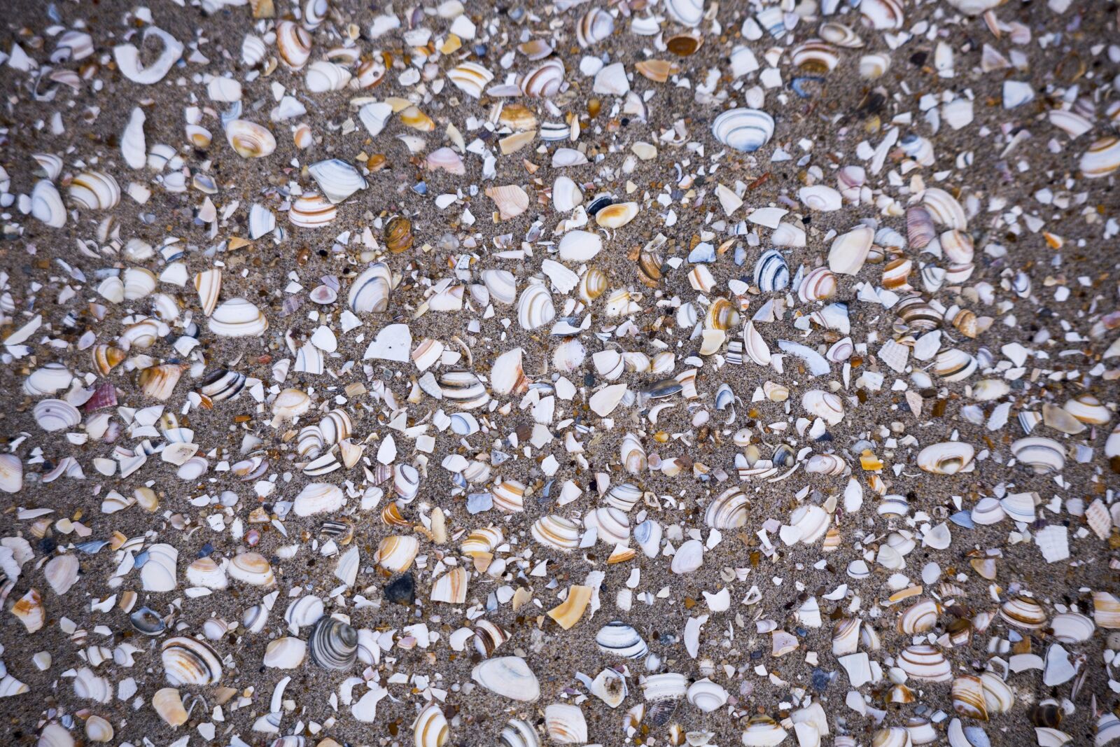 Canon EOS 6D sample photo. Beach, sand, shells photography
