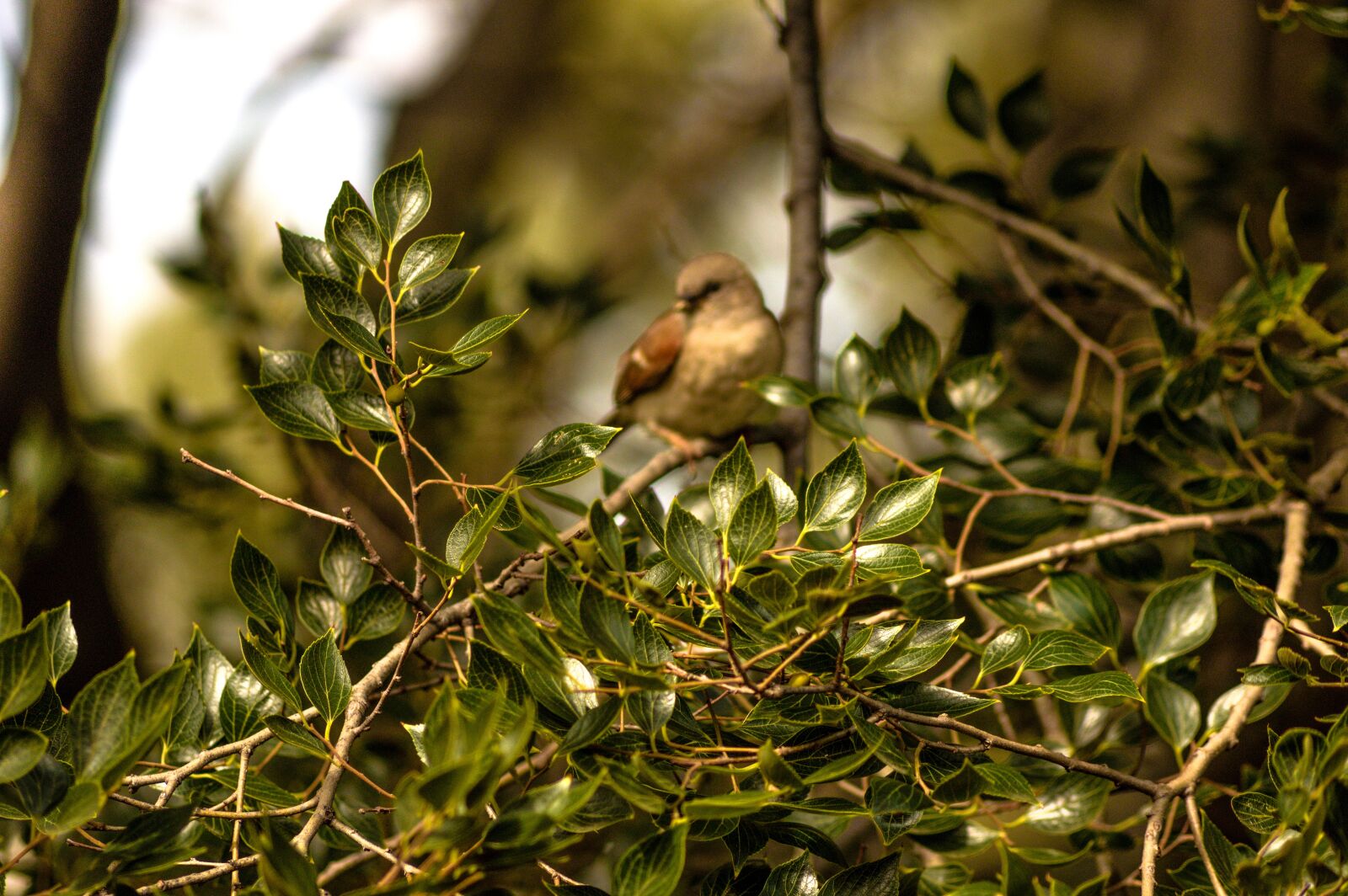 Nikon D3200 sample photo. Bird, swallow, swallows photography