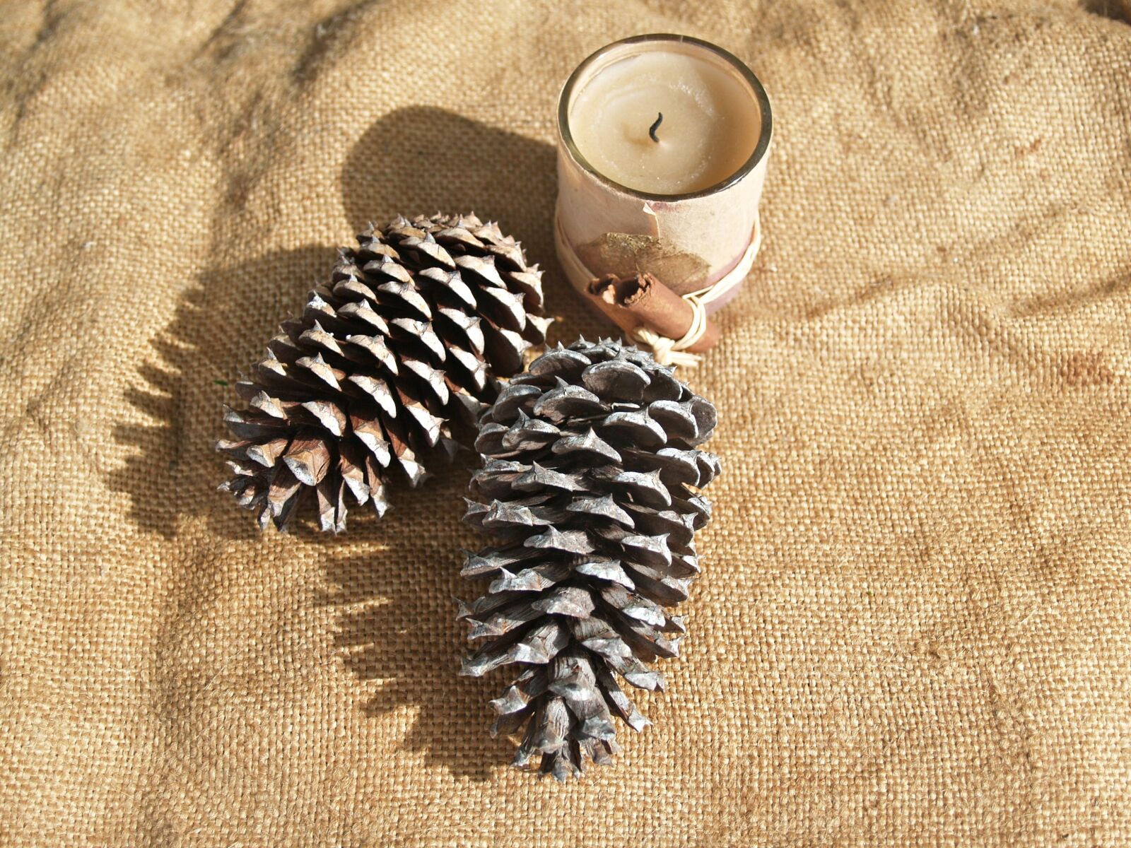 Olympus E-300 (EVOLT E-300) sample photo. Pine cone, pine cones photography