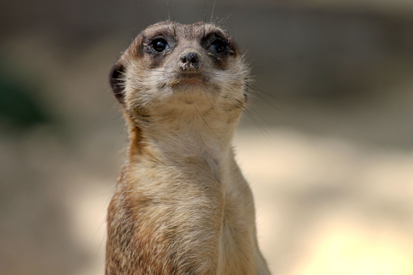 Canon EOS 1100D (EOS Rebel T3 / EOS Kiss X50) sample photo. Meerkat, mongoose, scharrtier photography