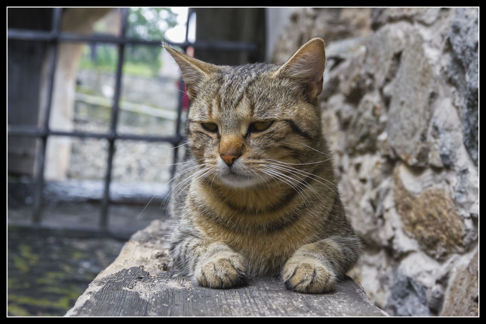 Canon EOS 7D sample photo. Cat, rest, nice photography