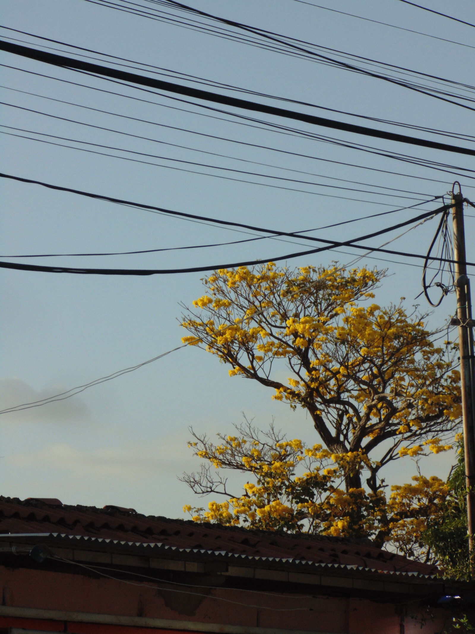 Sony Cyber-shot DSC-H200 sample photo