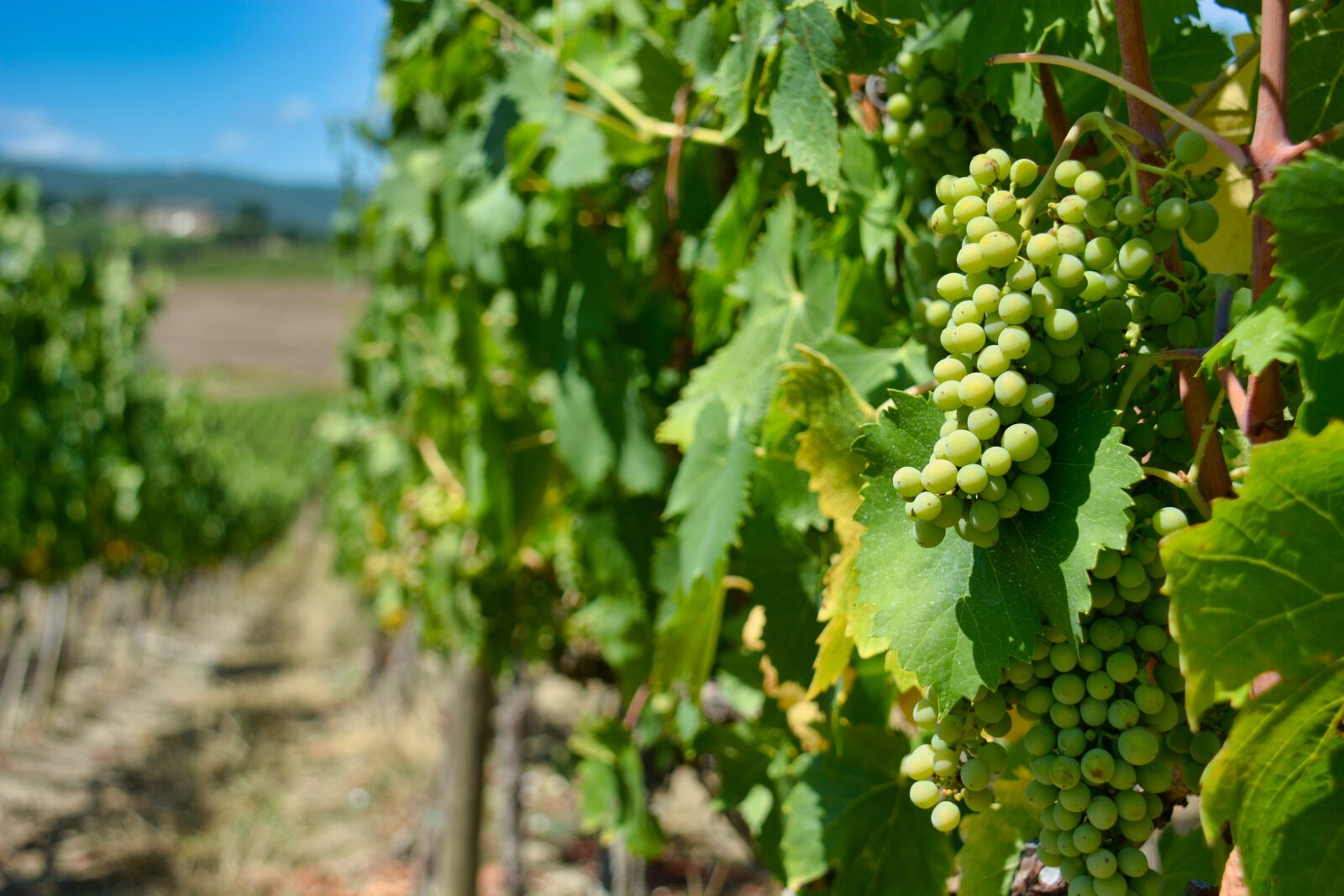 Nikon D7100 sample photo. Grapes, vineyard, vine photography