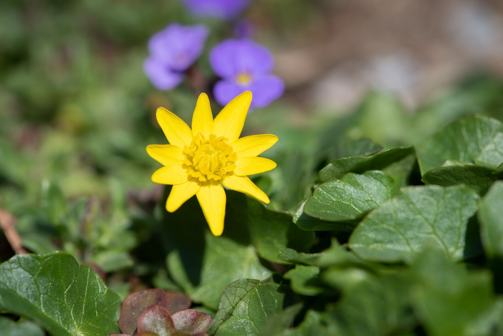 Nikon D750 sample photo. Celandine, yellow, flower photography