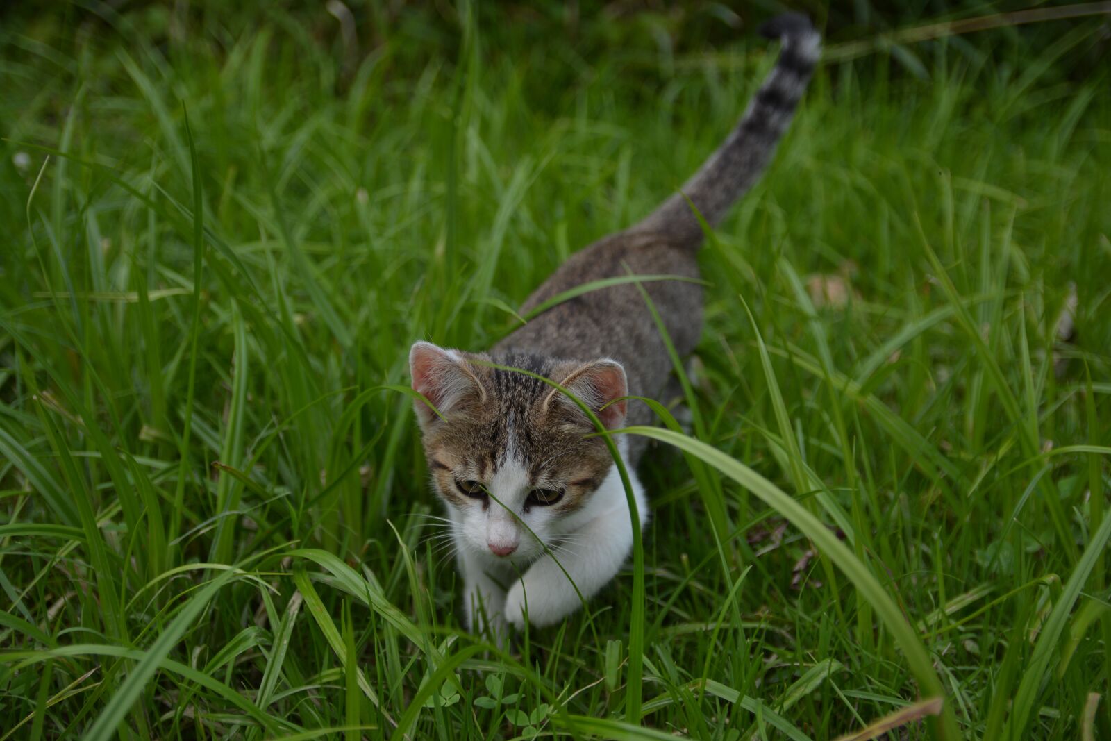 Nikon D7100 sample photo. Cat, little kitty, a photography
