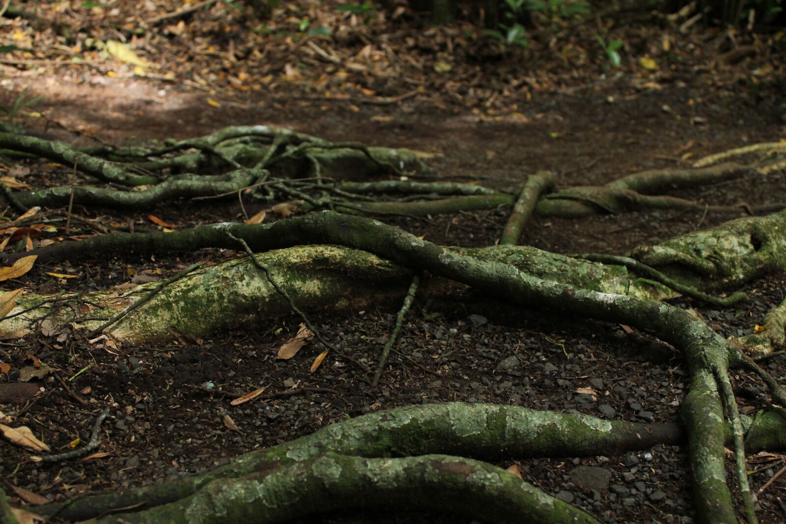 Canon EOS 1100D (EOS Rebel T3 / EOS Kiss X50) sample photo. Trees, roots, nature photography