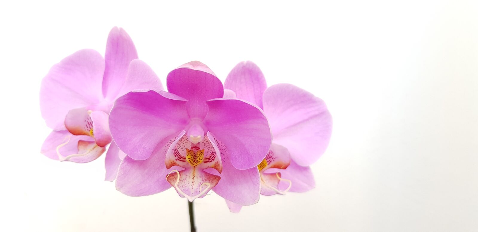 Samsung Galaxy S8+ sample photo. Flower, orchid, pink photography