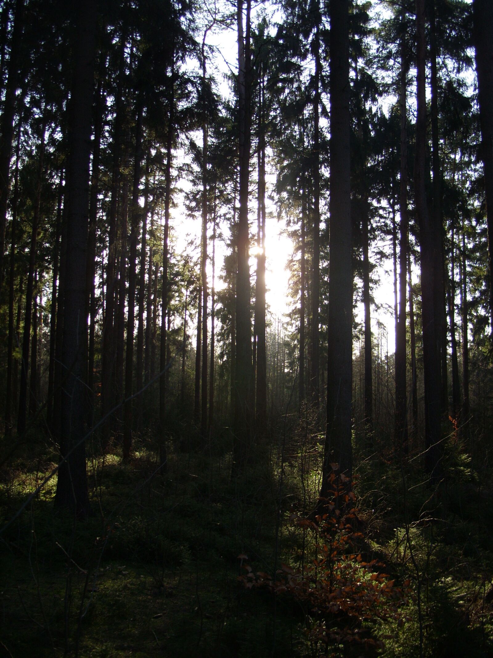 Samsung S850 sample photo. Gloomy, forest, nature photography