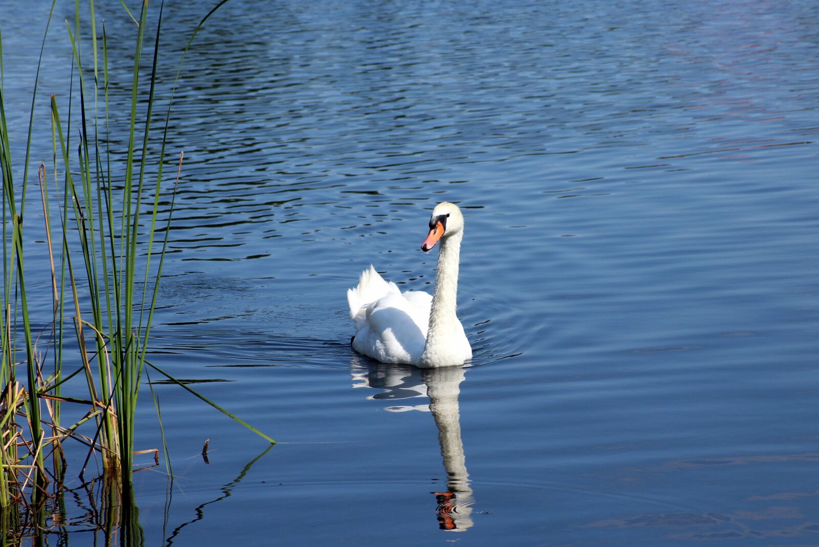 Canon EOS 1200D (EOS Rebel T5 / EOS Kiss X70 / EOS Hi) sample photo. Swan, water bird, lake photography