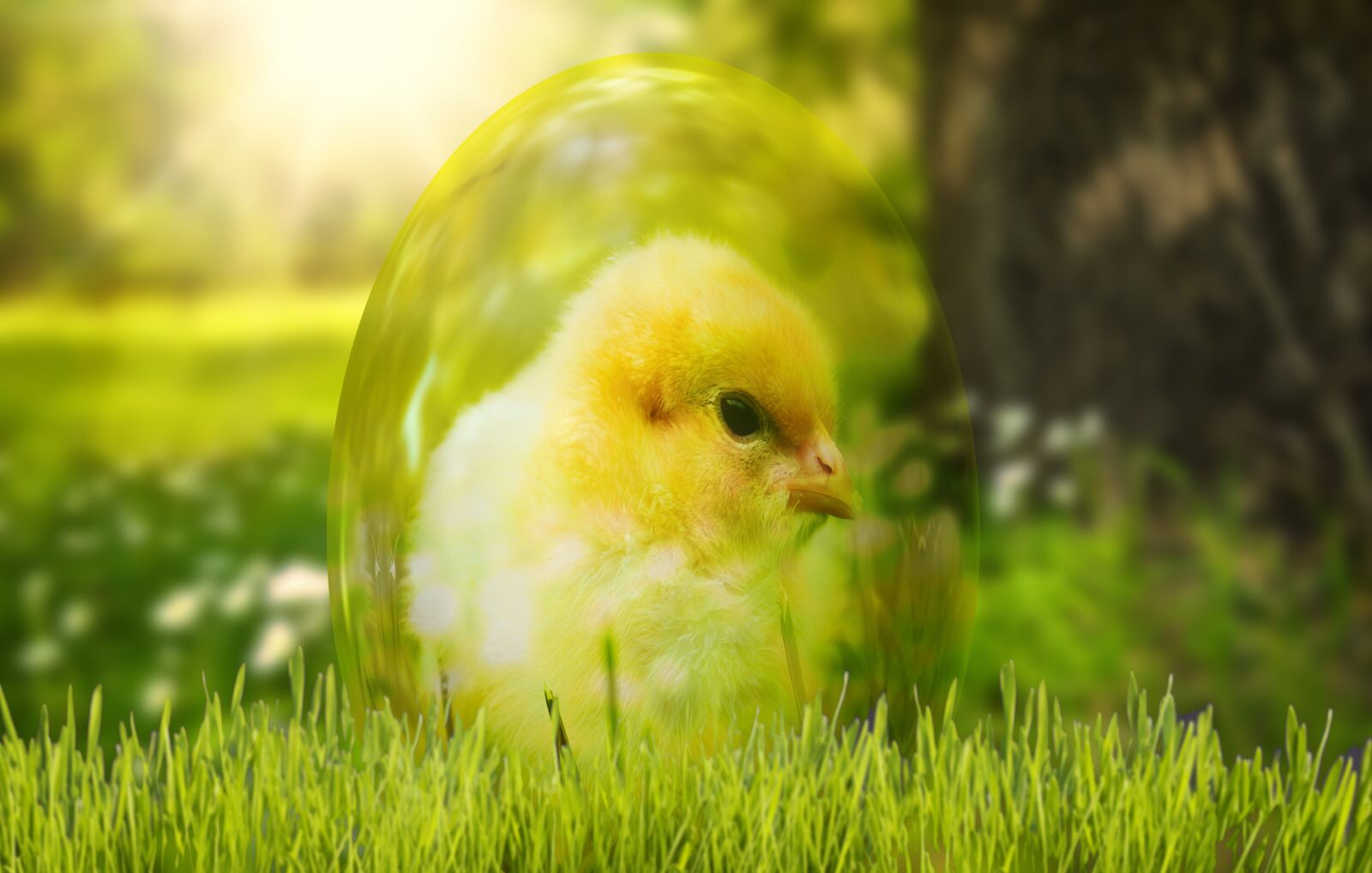 Nikon D5000 sample photo. Spring, chicks, meadow photography