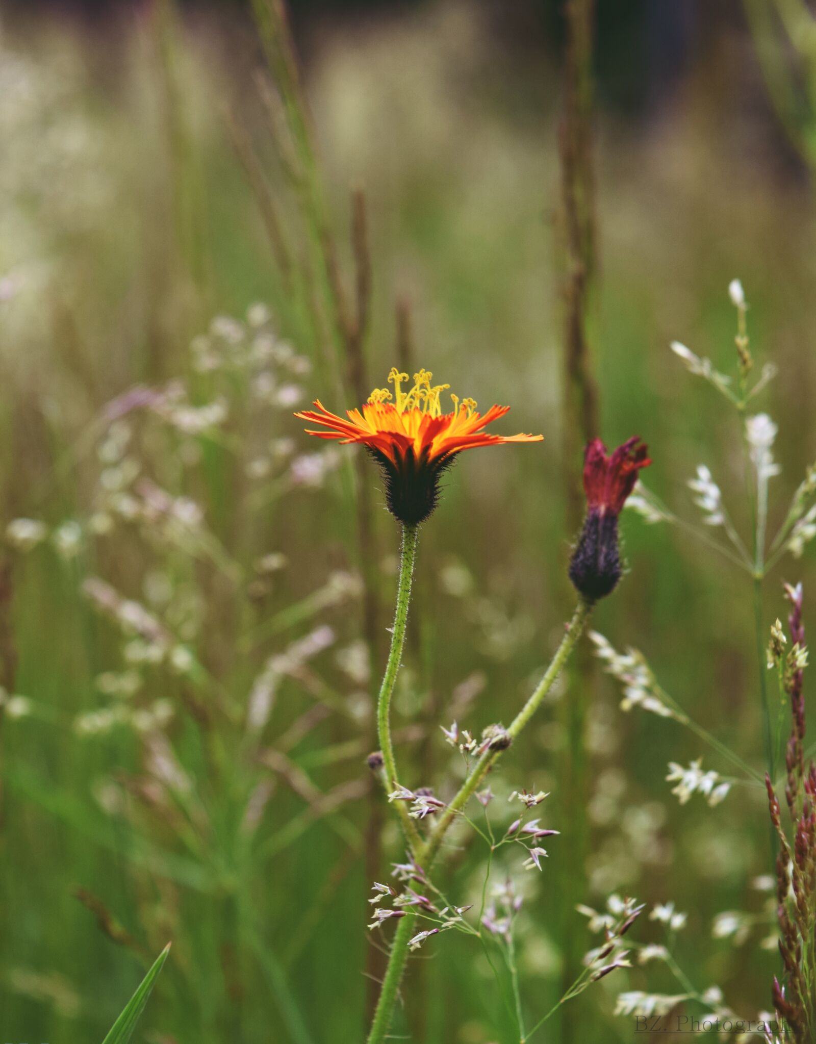 Nikon D3300 sample photo. Meadow, flower, orange photography