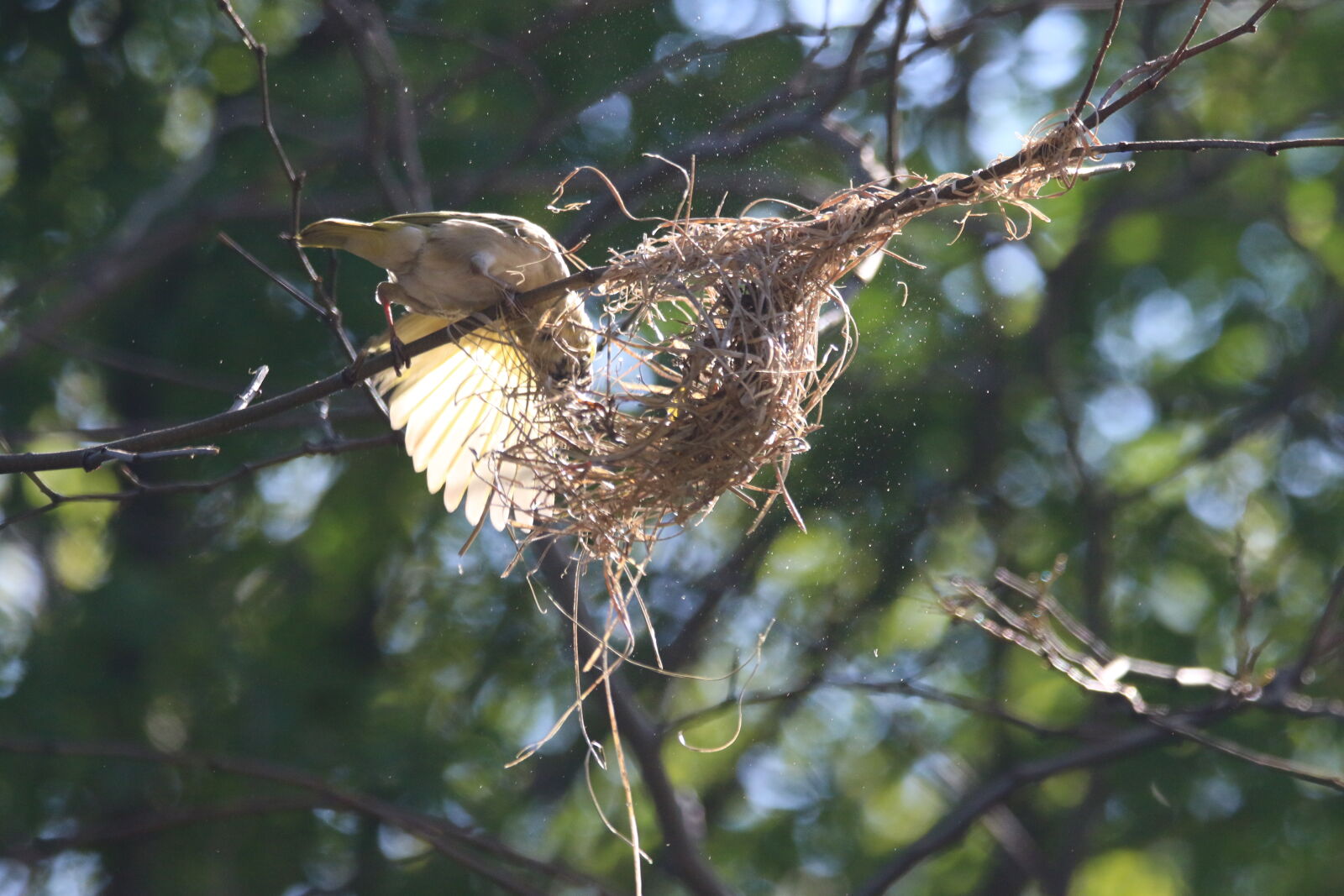 Canon EOS 7D Mark II sample photo. Animal, bird, branch, built photography