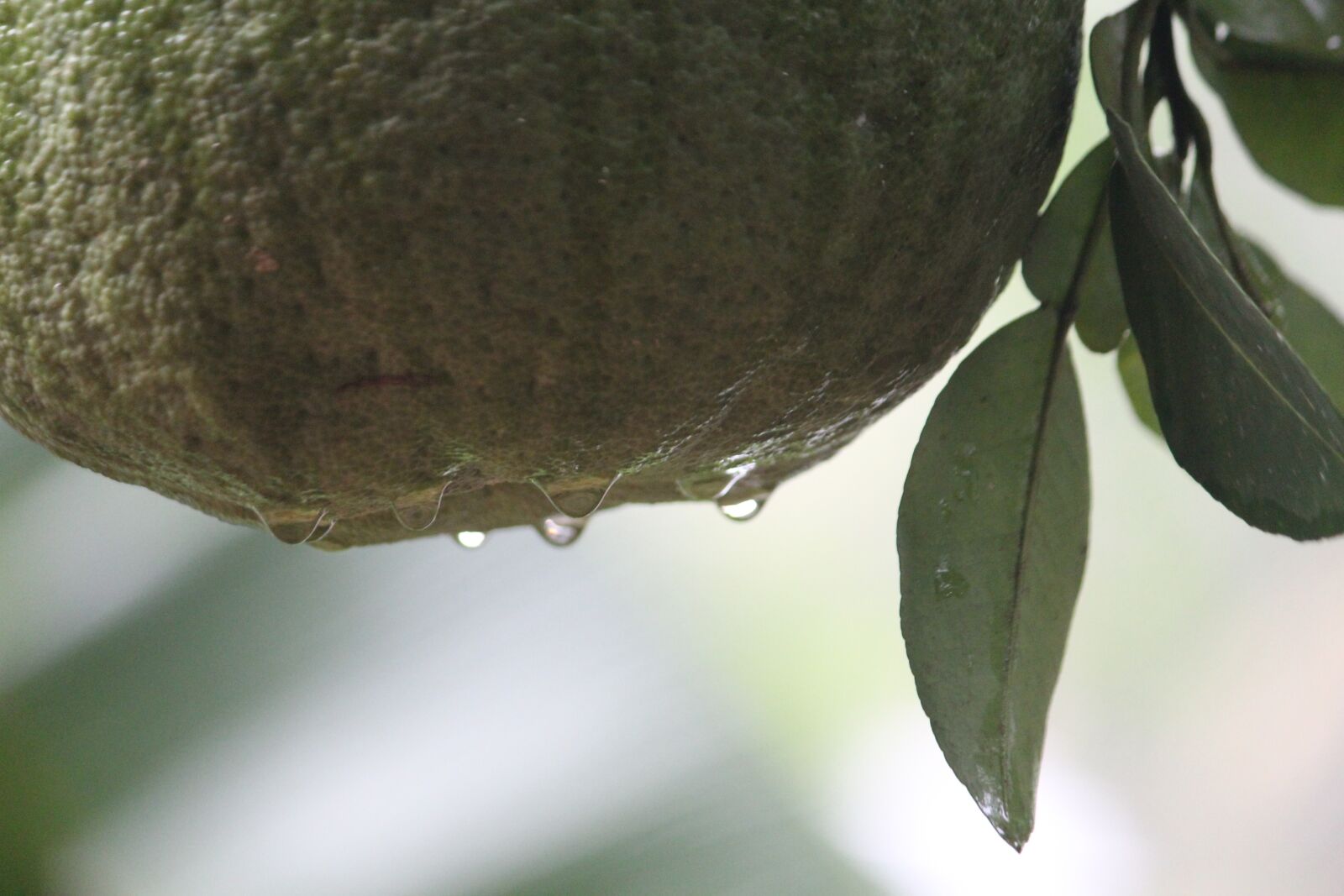 Canon EOS 1200D (EOS Rebel T5 / EOS Kiss X70 / EOS Hi) sample photo. Nature, leaf, flora photography