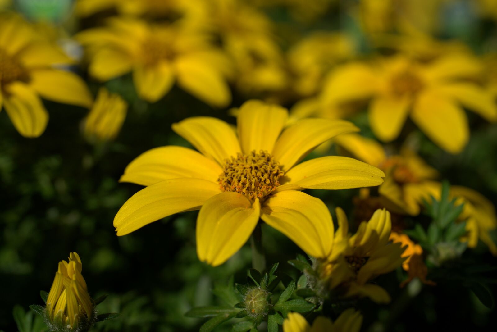 Sony FE 50mm F2.8 Macro sample photo. Gold marie, flower, blossom photography