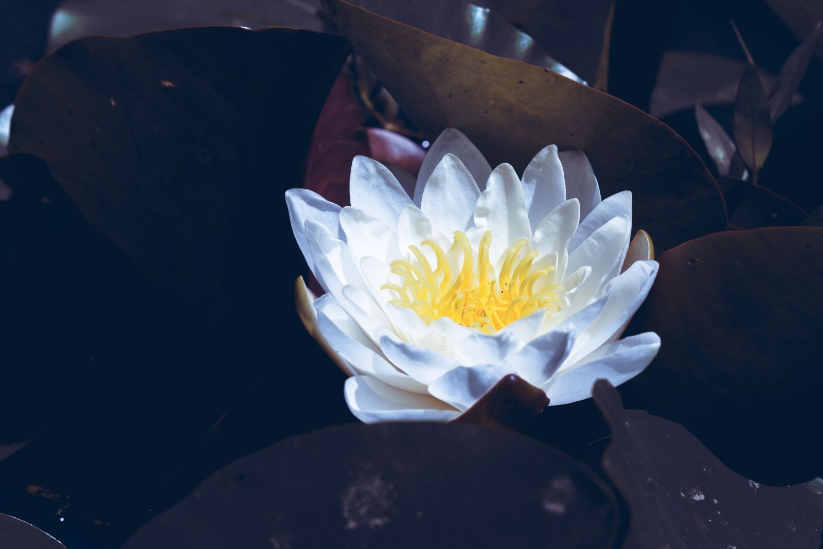 Nikon D5600 sample photo. Lotus, pond, white photography
