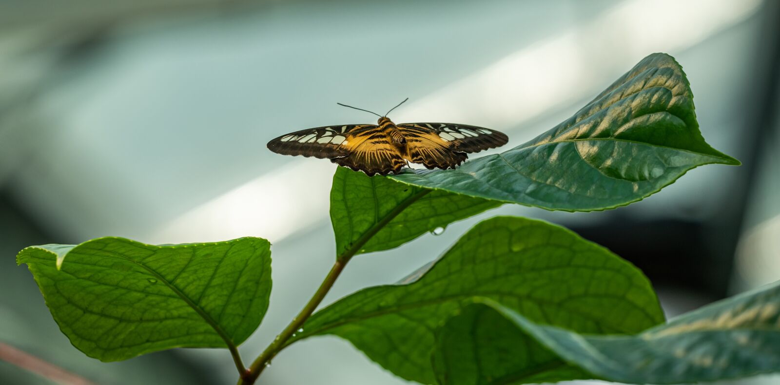 Nikon D850 sample photo. Butterfly, the exotic, tropical photography