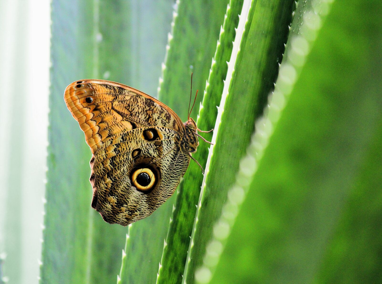 Canon EOS 550D (EOS Rebel T2i / EOS Kiss X4) sample photo. Butterfly, detail, cactus photography