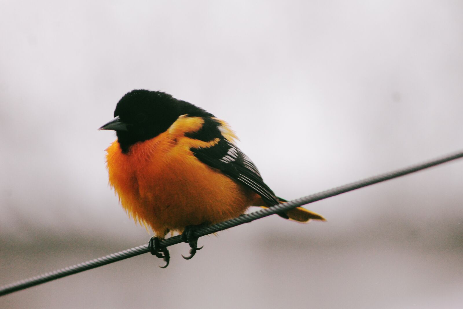 Canon EOS 1100D (EOS Rebel T3 / EOS Kiss X50) + Canon EF75-300mm f/4-5.6 sample photo. Oriole, bird, nature photography